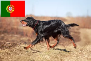 Lees meer over het artikel Gordon Setter fokkers en pups in Portugal