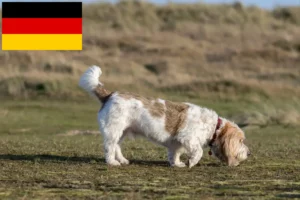 Lees meer over het artikel Grand Basset Griffon Vendéen fokkers en pups in Duitsland