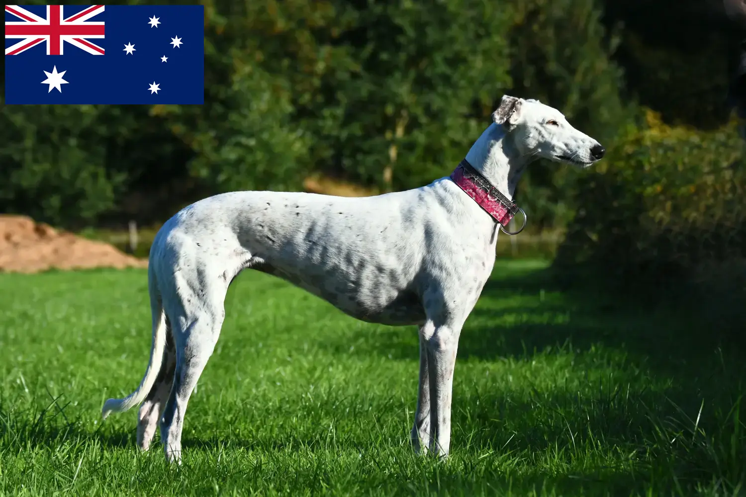 Lees meer over het artikel Greyhound fokkers en puppies in Australië