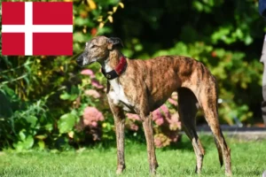 Lees meer over het artikel Greyhound fokkers en puppies in Denemarken