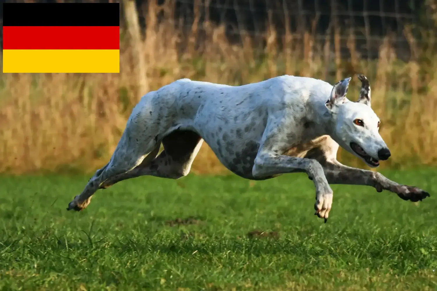 Lees meer over het artikel Greyhound fokkers en puppies in Duitsland