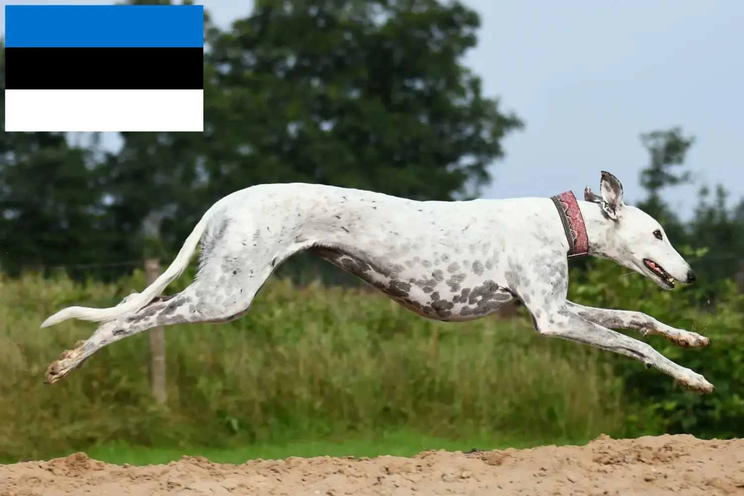 Lees meer over het artikel Greyhound fokkers en puppies in Estland