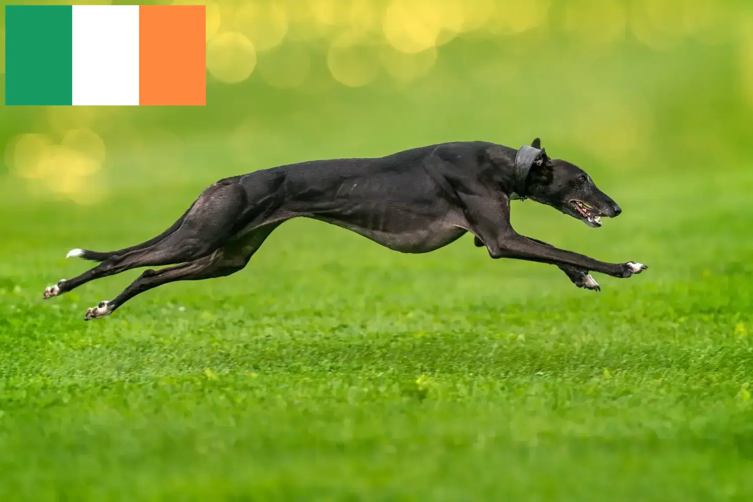 Lees meer over het artikel Greyhound fokkers en puppies in Ierland