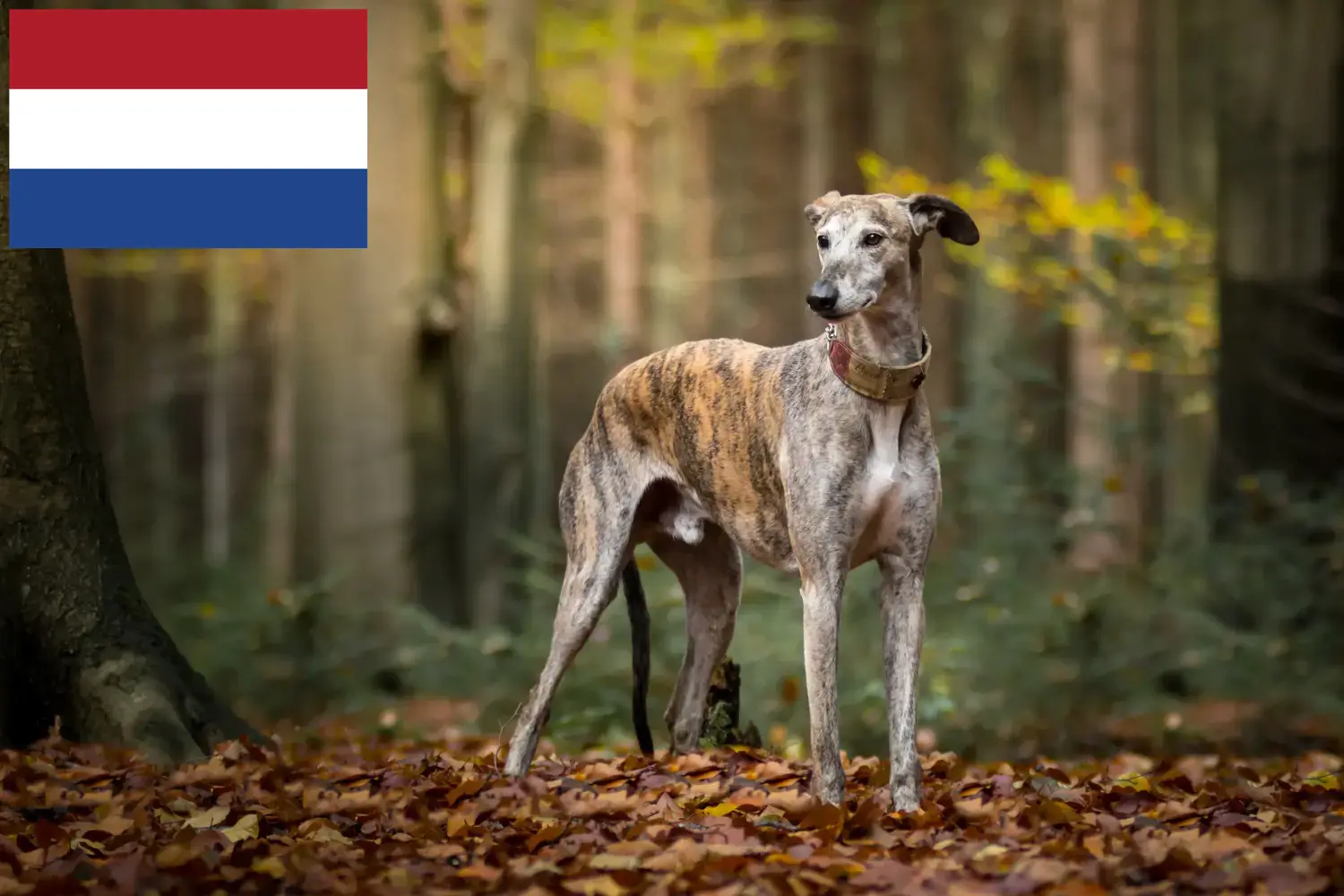 Lees meer over het artikel Greyhound fokkers en puppies in Nederland