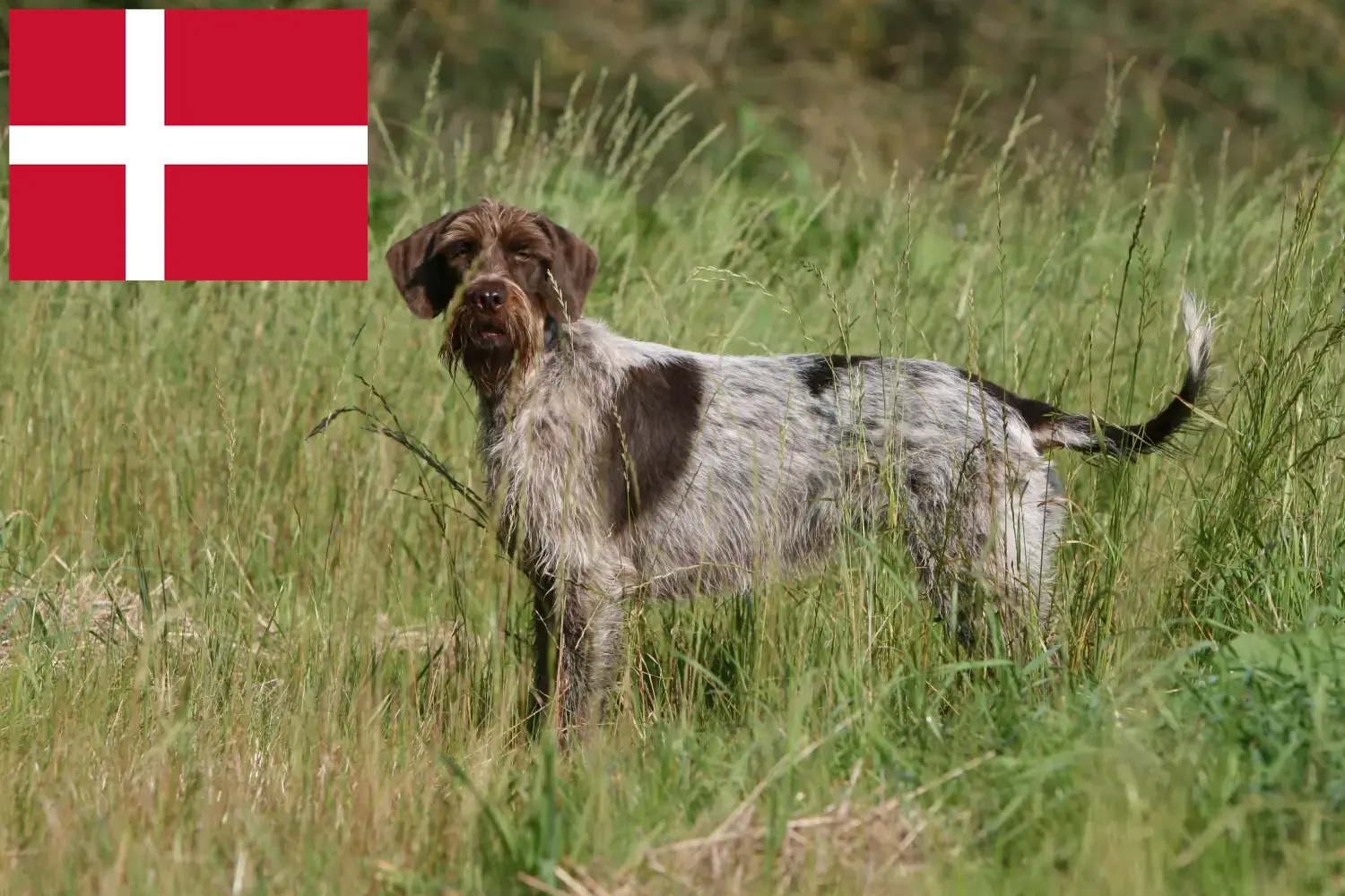 Lees meer over het artikel Griffon d’arrêt à poil dur Fokker en puppies in Denemarken