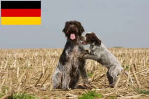 Lees meer over het artikel Griffon d’arrêt à poil dur fokkers en puppies in Duitsland