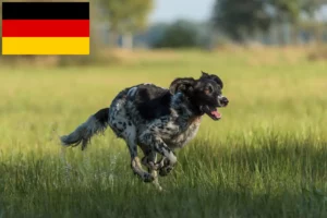 Lees meer over het artikel Grote Münsterländer fokker en puppies in Duitsland