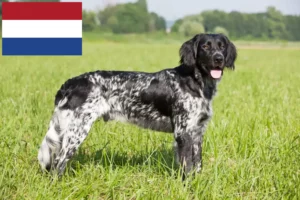 Lees meer over het artikel Grote Münsterländer fokker en puppies in Nederland