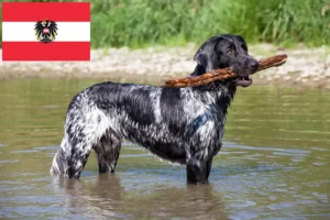 Lees meer over het artikel Grote Münsterländer fokker en puppies in Oostenrijk