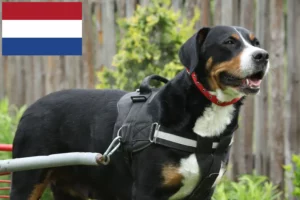 Lees meer over het artikel Grote Zwitserse Sennenhond fokker en puppies in Nederland