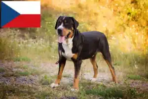 Lees meer over het artikel Zwitserse Dog fokker en puppies in Tsjechië