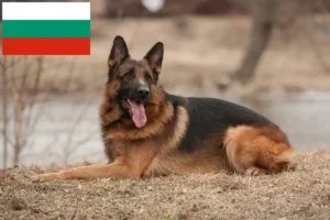 Lees meer over het artikel Herdershondenfokkers en puppies in Bulgarije