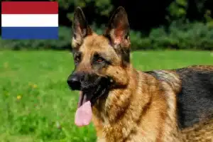 Lees meer over het artikel Schapendrijvers en puppies in Nederland