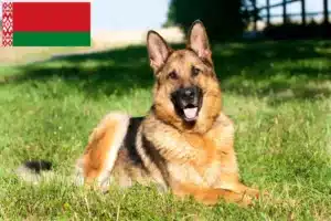 Lees meer over het artikel Herdershondenfokkers en puppies in Wit-Rusland