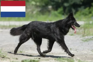 Lees meer over het artikel Hollandse Herdershond fokkers en pups in Nederland