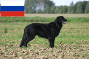 Lees meer over het artikel Hovawart fokkers en pups in Rusland