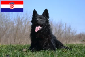 Lees meer over het artikel Hrvatski ovčar fokkers en puppies in Kroatië