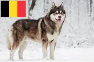 Lees meer over het artikel Husky fokkers en puppies in België