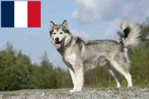 Lees meer over het artikel Husky fokkers en puppies in Frankrijk