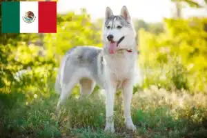 Lees meer over het artikel Husky fokkers en puppies in Mexico