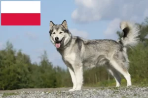 Lees meer over het artikel Husky fokkers en puppies in Polen