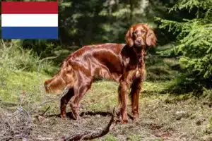 Lees meer over het artikel Ierse Rode Setter fokkers en pups in Nederland