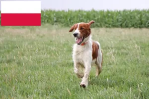 Lees meer over het artikel Ierse rood-witte Setter fokkers en puppies in Polen