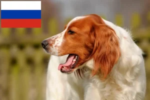 Lees meer over het artikel Ierse rood-witte Setter fokkers en puppies in Rusland