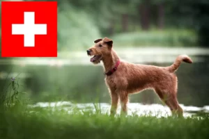 Lees meer over het artikel Ierse Terrier fokkers en puppies in Zwitserland