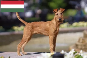 Lees meer over het artikel Ierse Terrier fokkers en puppies in Hongarije