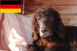 Lees meer over het artikel Ierse Water Spaniel fokkers en pups in Duitsland