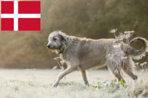 Lees meer over het artikel Ierse Wolfshond fokkers en pups in Denemarken