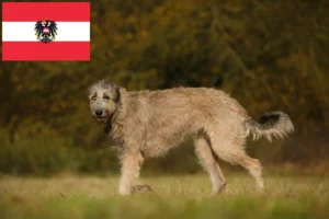 Lees meer over het artikel Ierse Wolfshond fokkers en pups in Oostenrijk