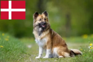 Lees meer over het artikel Fokkers en puppies van IJslandse honden in Denemarken