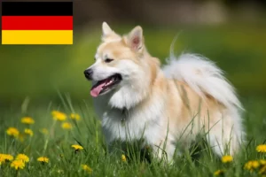 Lees meer over het artikel Fokkers en puppies van IJslandse honden in Duitsland