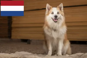 Lees meer over het artikel IJslandse hondenfokkers en puppies in Nederland