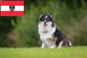 Lees meer over het artikel Fokkers en puppies van IJslandse honden in Oostenrijk