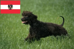 Lees meer over het artikel Ierse Water Spaniel fokkers en pups in Oostenrijk