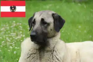 Lees meer over het artikel Kangal fokkers en pups in Oostenrijk