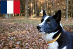 Lees meer over het artikel Karelische Berenhond fokkers en pups in Frankrijk