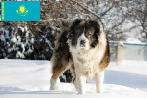 Lees meer over het artikel Kaukasische Herdershond Fokker en Puppies in Kazachstan