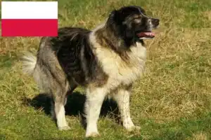 Lees meer over het artikel Kaukasische Herdershond Fokker en Puppies in Polen