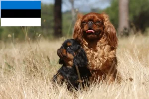 Lees meer over het artikel King Charles Spaniel fokkers en pups in Estland