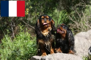 Lees meer over het artikel King Charles Spaniel fokkers en pups in Frankrijk