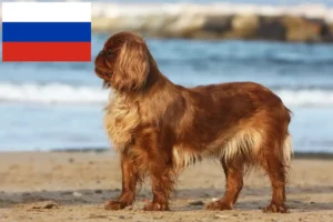 Lees meer over het artikel King Charles Spaniel fokkers en pups in Rusland