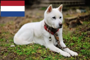 Lees meer over het artikel Kishu fokkers en pups in Nederland