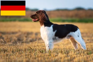 Lees meer over het artikel Kleine Münsterländer fokkers en puppies in Duitsland