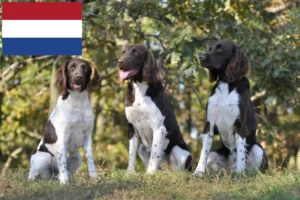 Lees meer over het artikel Kleine Münsterländer fokker en puppies in Nederland