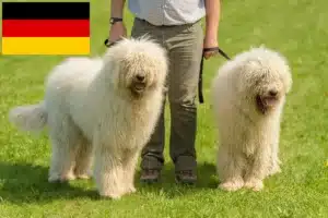 Lees meer over het artikel Komondor fokkers en pups in Duitsland