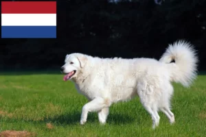 Lees meer over het artikel Kuvasz fokkers en pups in Nederland